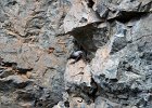 Rotskruiper (Wallcreeper) (Tichodroma muraria) - Yolin Am 22-08-2016 (16)
